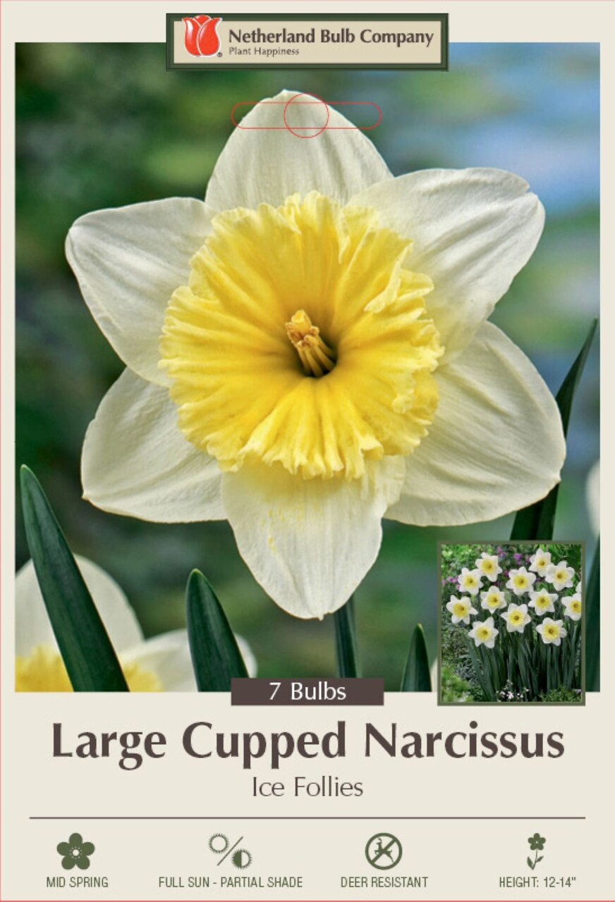 Ice Follies Daffodil - Large Cupped Narcissus - 7 Bulbs - 14/16 cm Bulbs
